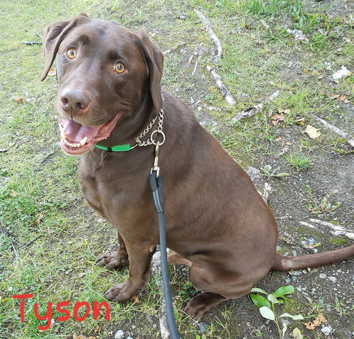 Tyson