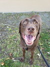 Tyson