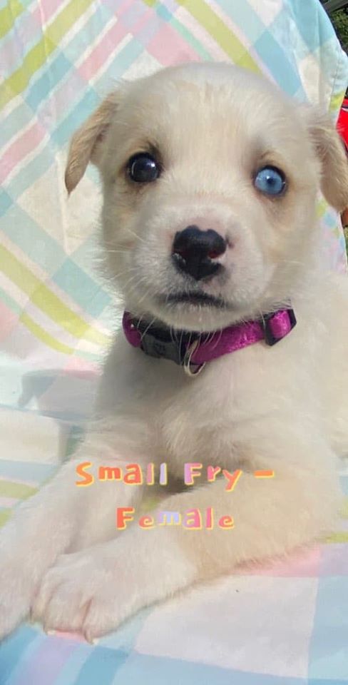 Small Fry