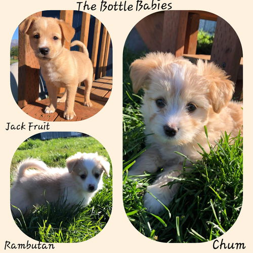 The Bottle Babies