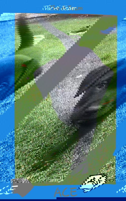 Ace