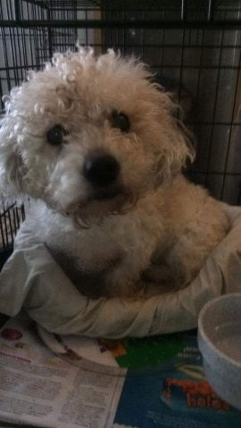 PEANUT