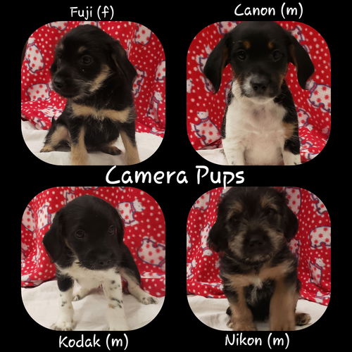 Camera Pups