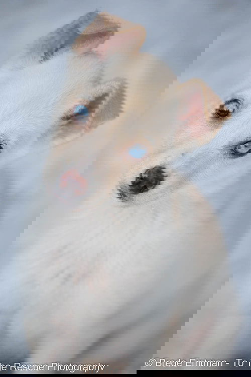 Tanana