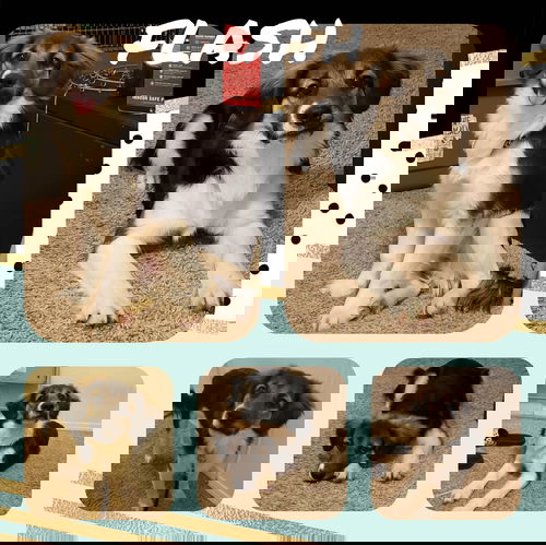 Flash