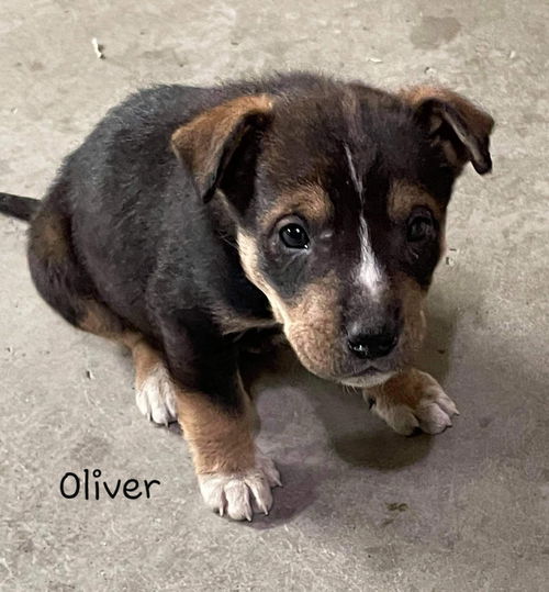 Oliver