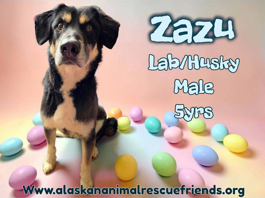 Zazu