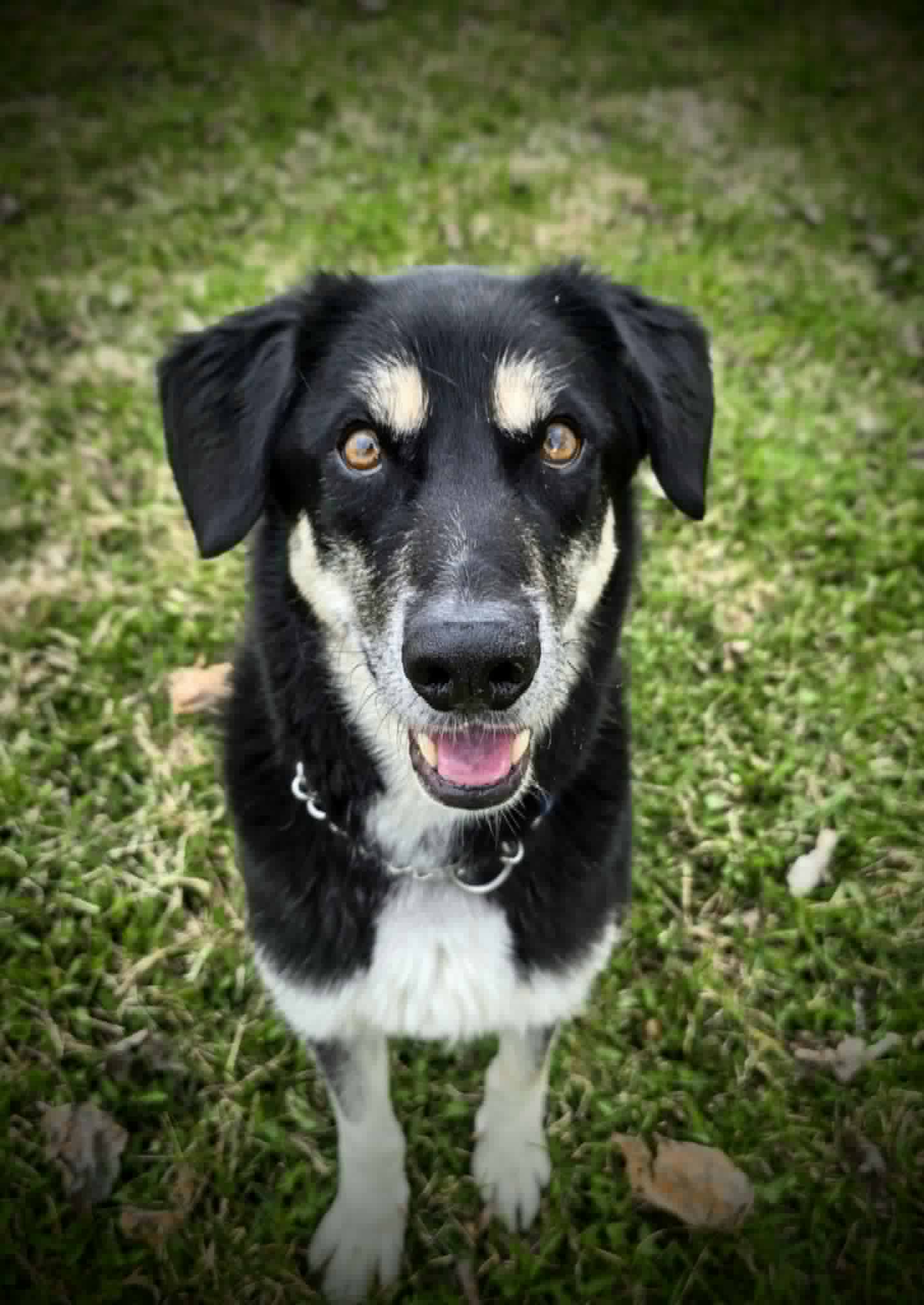 Zazu Image