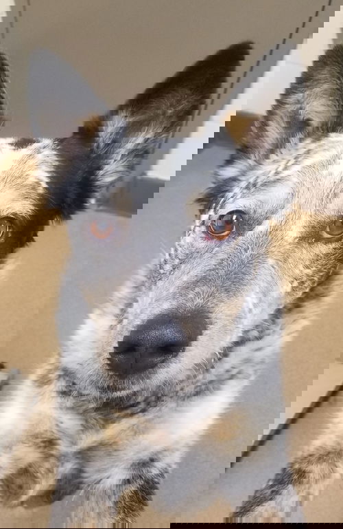 Jax