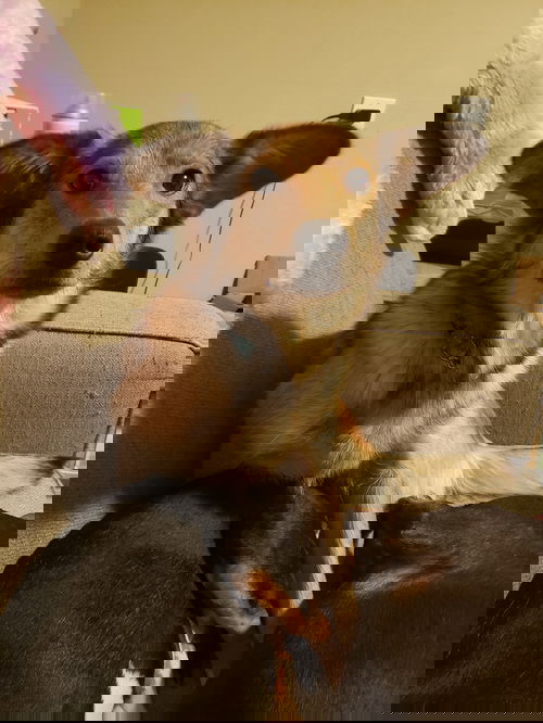Eevee
