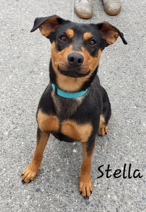 Stella