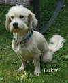 Tucker