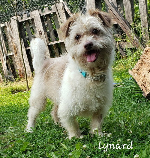 Lynard