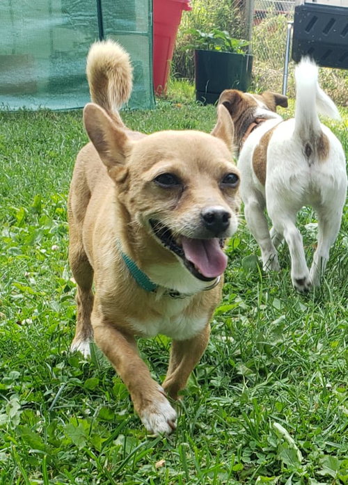 Toby