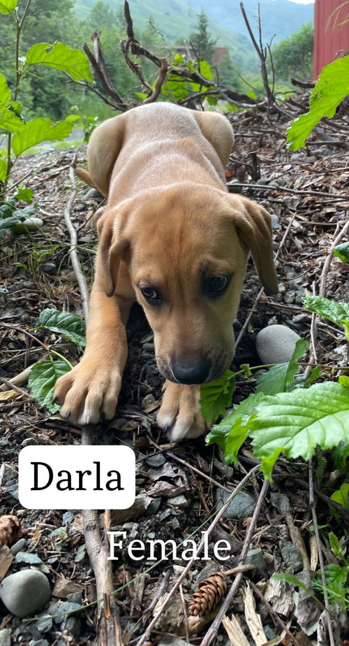 Darla