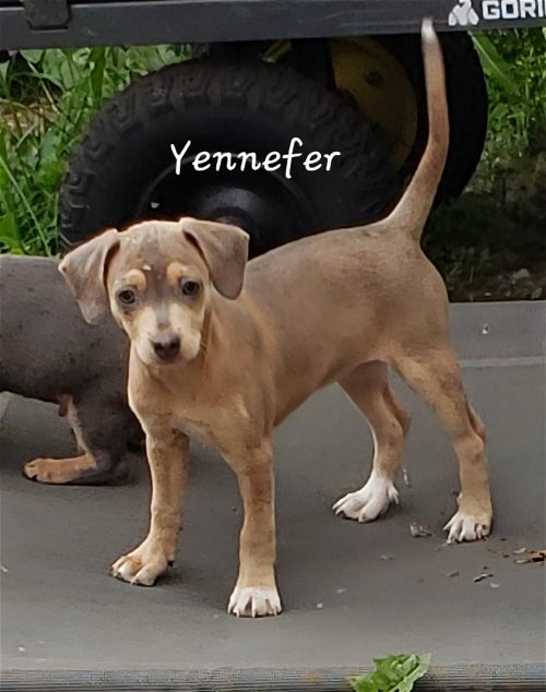Yennifer