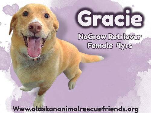 Gracie, an adoptable Labrador Retriever in Anchorage, AK