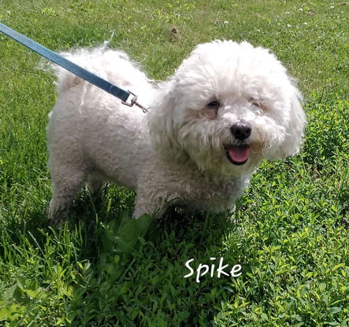 Spike