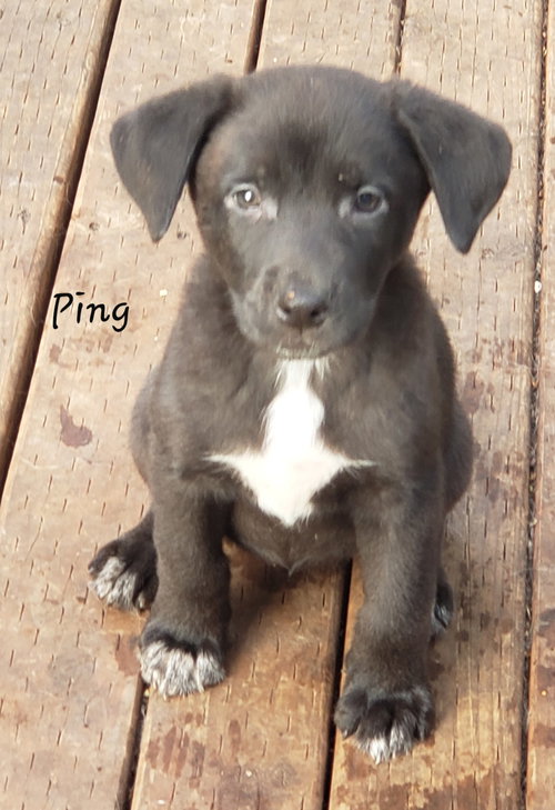 Ping