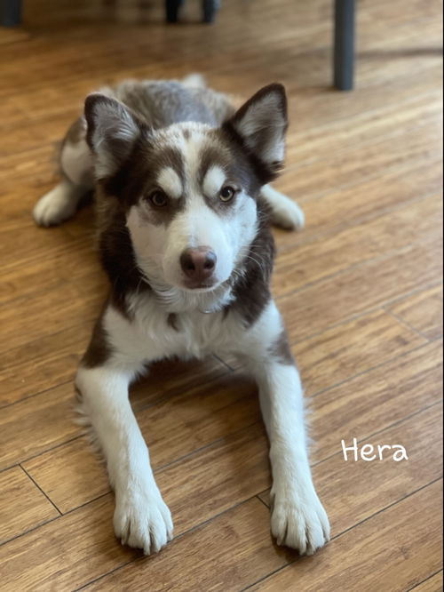 Hera