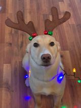 Dot