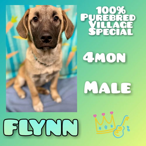 Flynn