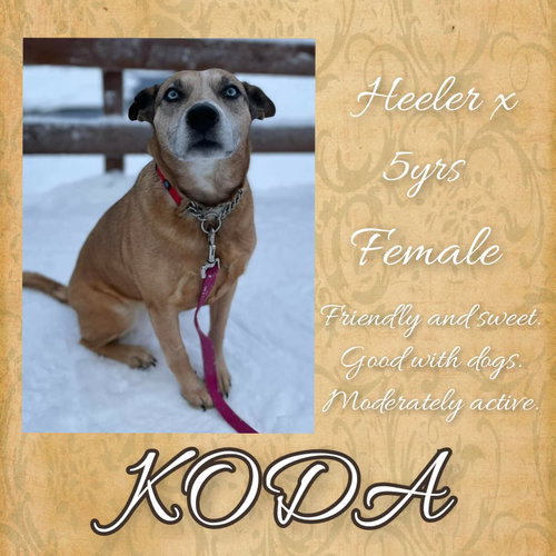 Koda