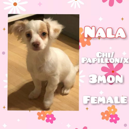 Nala