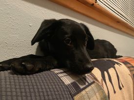Louie