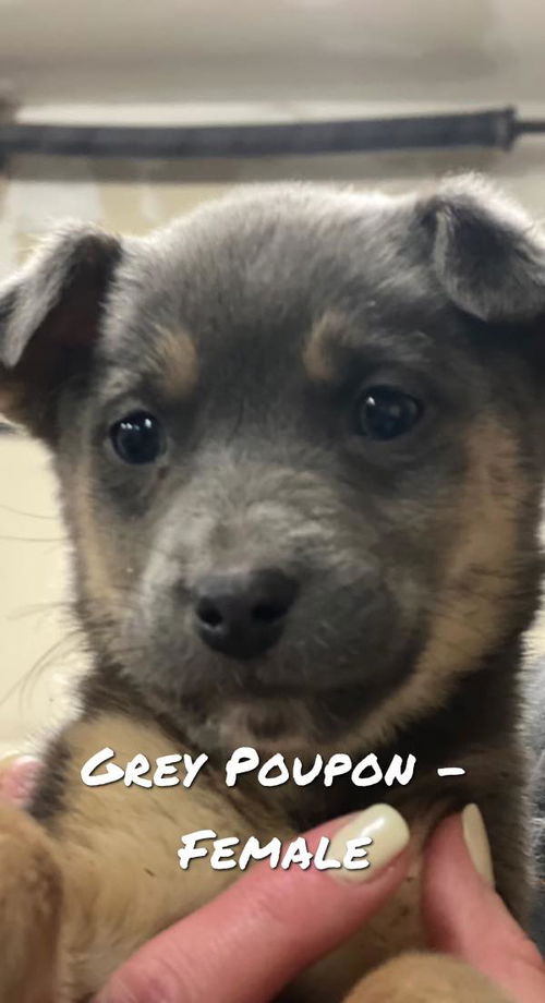 Grey Poupon