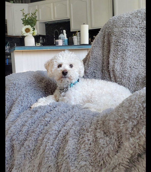 Toby
