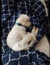 Toby