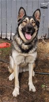 adoptable Dog in anchorage, AK named Noki