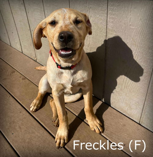 Freckles