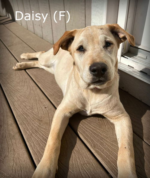 Daisy