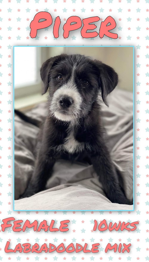 Piper