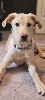 Luca
