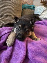 Freyja