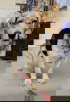 Duke