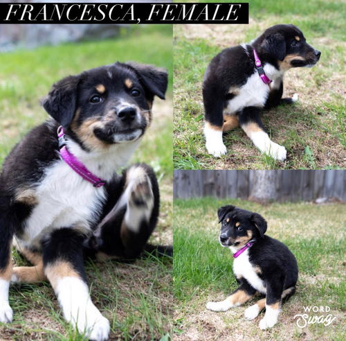 Francesca