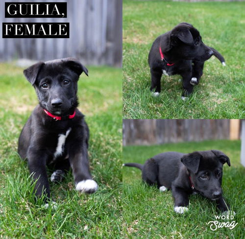Guilia