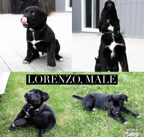 Lorenzo