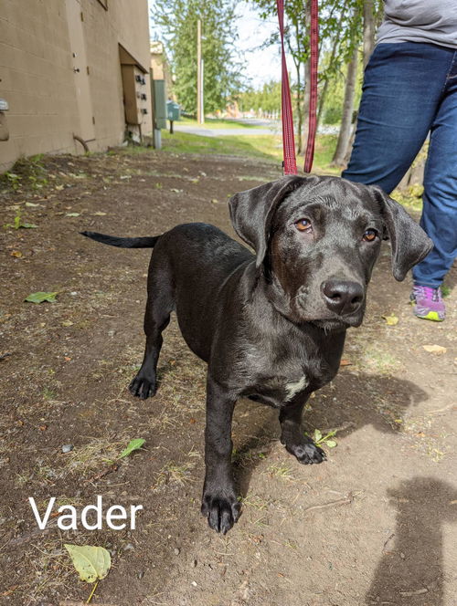 Vader