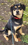 Koda