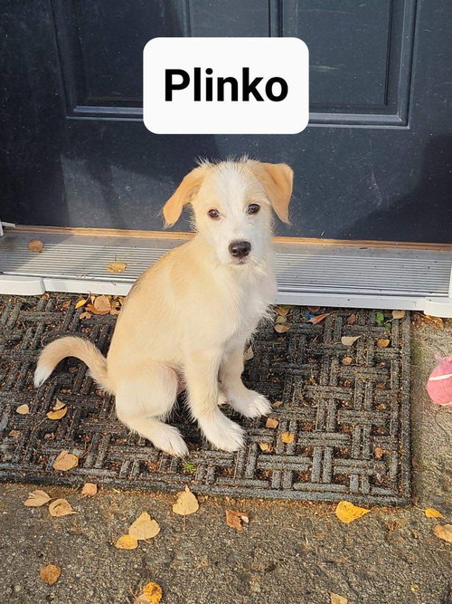 Plinko