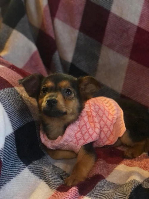 Freya