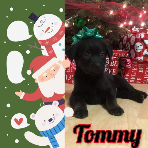 Tommy