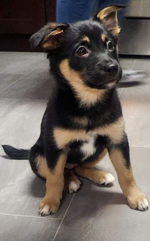 Harper