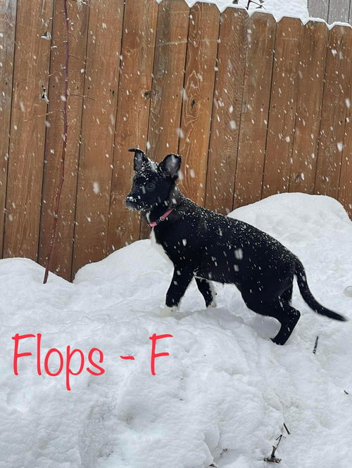 Flops