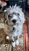 Bodie